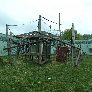 Bonobo outdoor enclosure