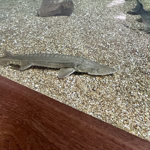 Sturgeon (4/23/2022)