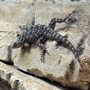 Fence Lizard (4/23/2022)