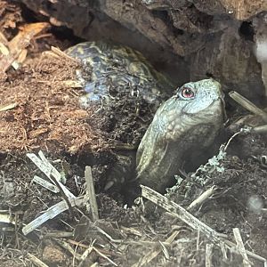 Eastern Box Turtle (4/23/2022)