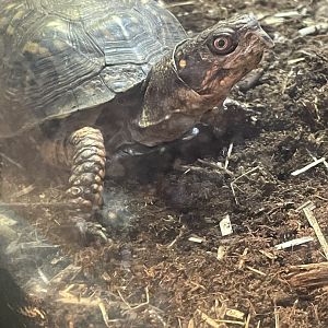 Eastern Box Turtle (4/23/2022)