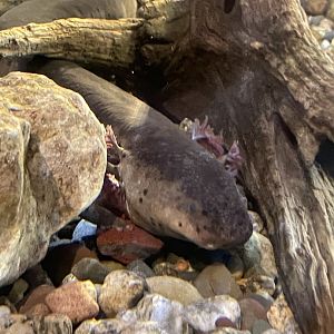 Greater Siren (4/23/2022)