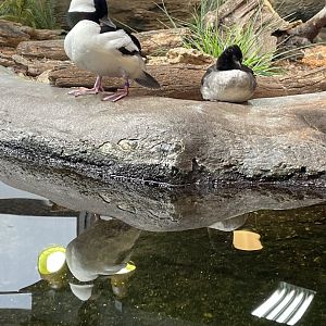 Buffleheads (4/23/2022)