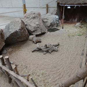 Leopard tortoise enclosure
