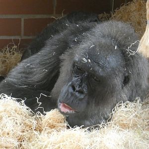 Biddy the Western lowland gorilla