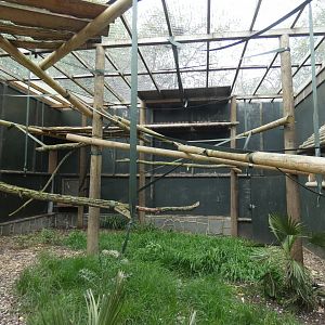 Brown spider monkey enclosure