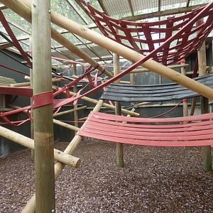 Dusky langur enclosure