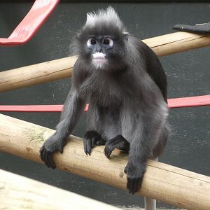 Dusky langur