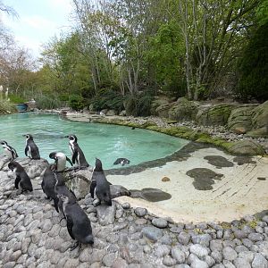 Humboldt's penguin enclosure
