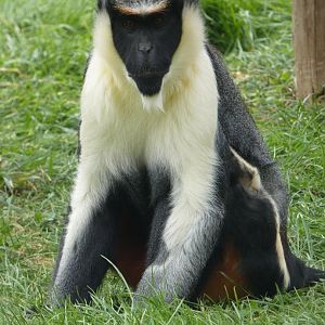 Diana monkey