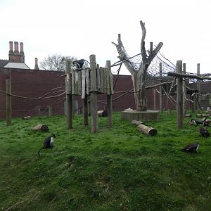 Diana monkey enclosure