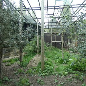 Amur leopard enclosure