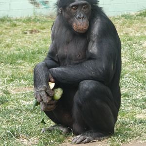 Bonobo