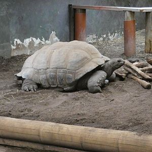 Aldabra giant tortoise
