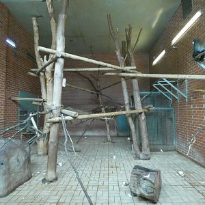 L'Hoest's monkey enclosure