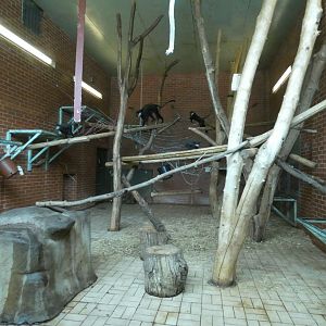 L'Hoest's monkey enclosure (2)