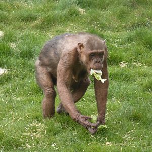 Coco the 'chocolate' chimp