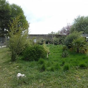 De Brazza's monkey enclosure