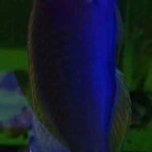 Wrasse ID