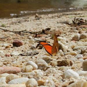 Butterfly by the waterfall - Mariana MG, Brazil