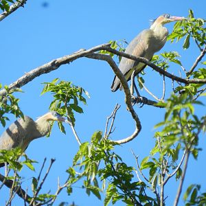 Whistling herons - Mariana MG, Brazil