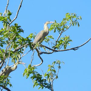 Whistling herons - Mariana MG, Brazil