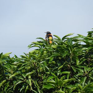 Campo troupial/oriole - Mariana MG, Brazil