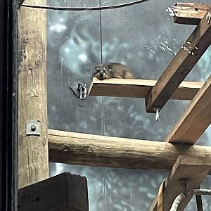 Rock Hyrax (3/17/22)