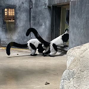 Black-and-White Ruffed Lemurs (3/17/22)