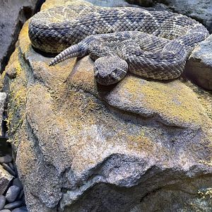 Diamondback Rattlesnake (3/17/22)