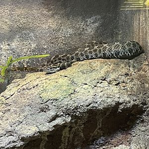 Eastern Massasauga (3/17/22)