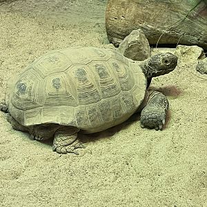 Desert Tortoise (3/17/22)