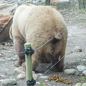 Shintay the female Grizzly Bear pooping