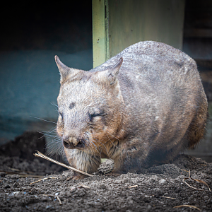 Arthur the male Southern Hairy-nosed Wombat