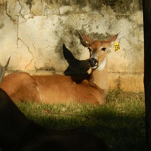 Marsh deer - Belo Horizonte zoo