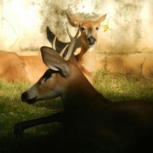 Marsh deer - Belo Horizonte zoo