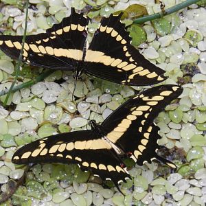 Papillorama - Belo Horizonte zoo