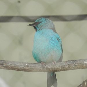 Blue dacnis - Belo Horizonte zoo