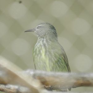 Red-legged honey creeper (female) - Belo Horizonte zoo