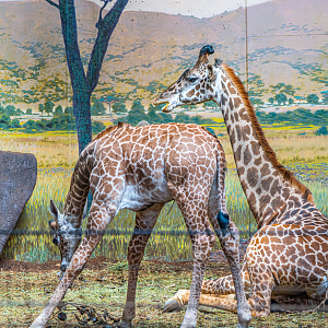 Amani (right) and Matumaini (left) the Masai Giraffe old sister and young brother