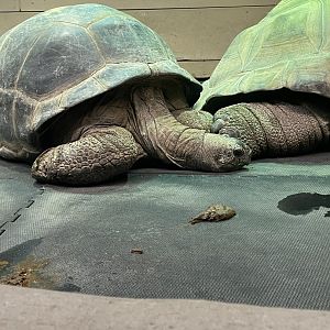 Aldabra Tortoises (3/17/22)