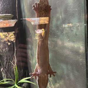 Henkel's Leaf-Tailed Gecko (3/17/22)