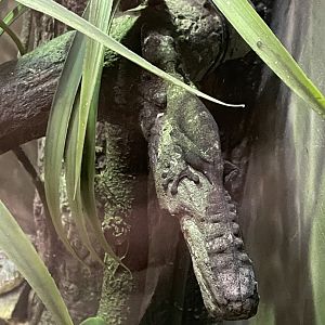 Henkel's Leaf-Tailed Gecko (3/17/22)