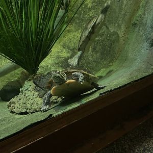 Turtles (3/17/22)