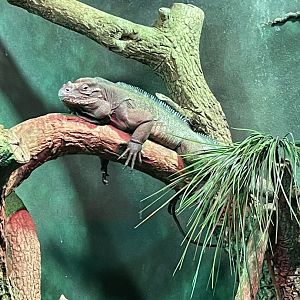 Rhinoceros Iguana (3/17/22)