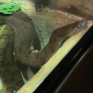 Green Anaconda (3/17/22)