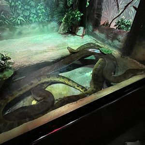 Green Anacondas (3/17/22)