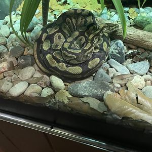 Ball Python (3/17/22)