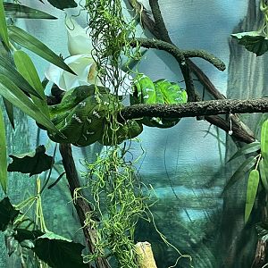Emerald Tree Boas (3/17/22)