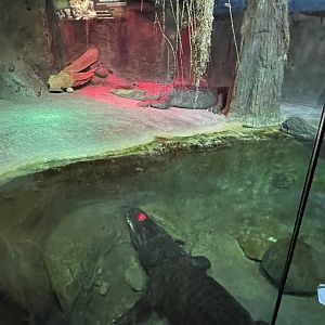 American Alligator Exhibit (3/17/22)